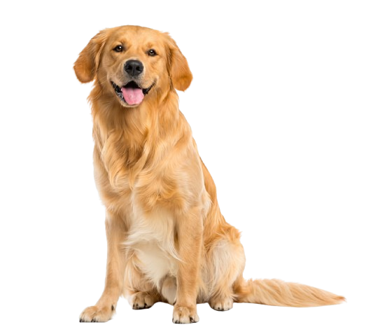 Dog food packaging