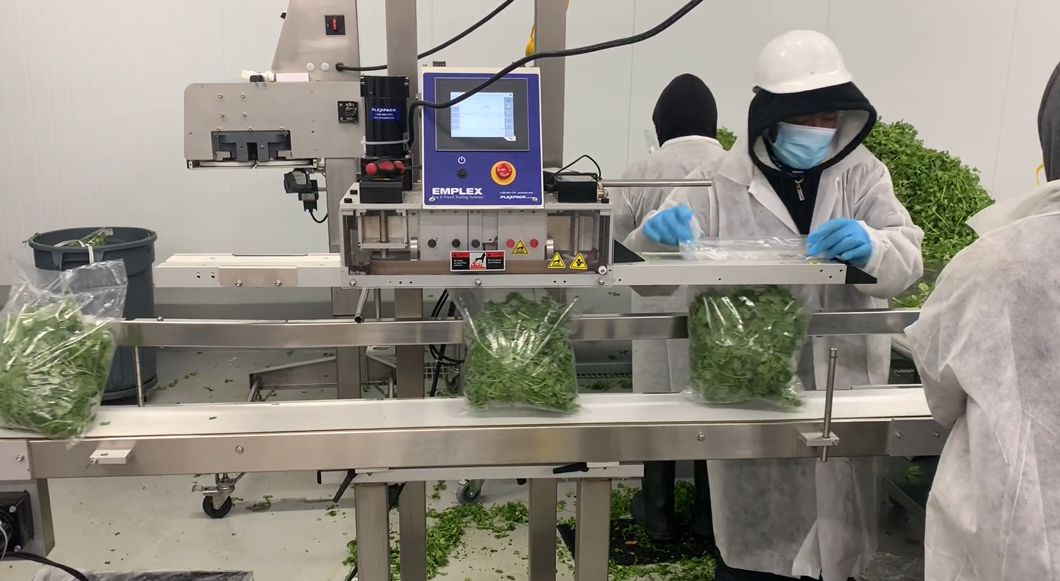 Plexpack team member bagging fresh produce using an Emplex MPS Series bag sealer in a cleanroom production environment