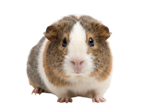 Guinea pig food packaging