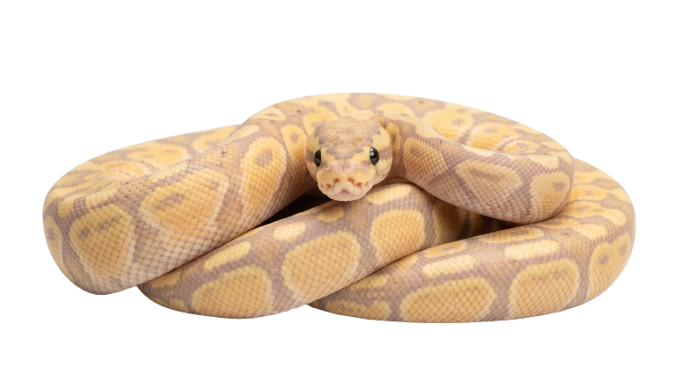 Snake food bag sealing